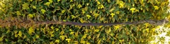 Orobanche litorea