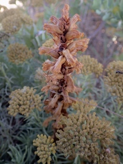Orobanche litorea