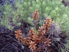Orobanche litorea