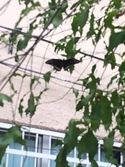 Papilio ornythion ornythion