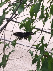 Papilio ornythion ornythion