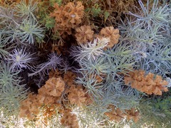 Orobanche litorea