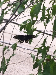 Papilio ornythion ornythion