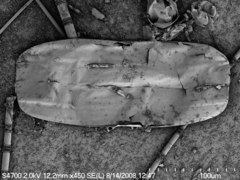 Membraneis challengeri