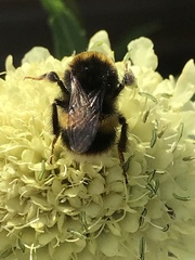 Bombus terrestris