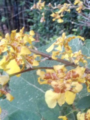 Oncidium sphacelatum
