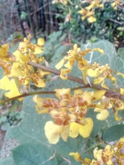 Oncidium sphacelatum