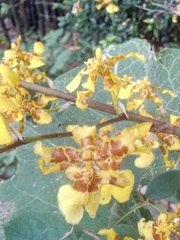 Oncidium sphacelatum