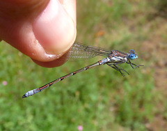 Lestes stultus