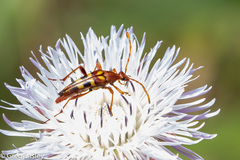 Strangalia virilis