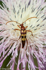 Strangalia virilis