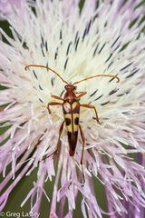 Strangalia virilis