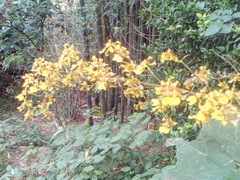 Oncidium sphacelatum