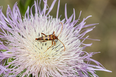 Strangalia virilis