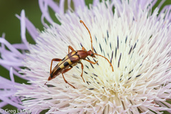 Strangalia virilis