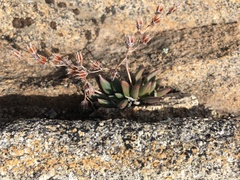 Dudleya abramsii abramsii