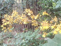 Oncidium sphacelatum