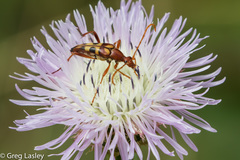 Strangalia virilis