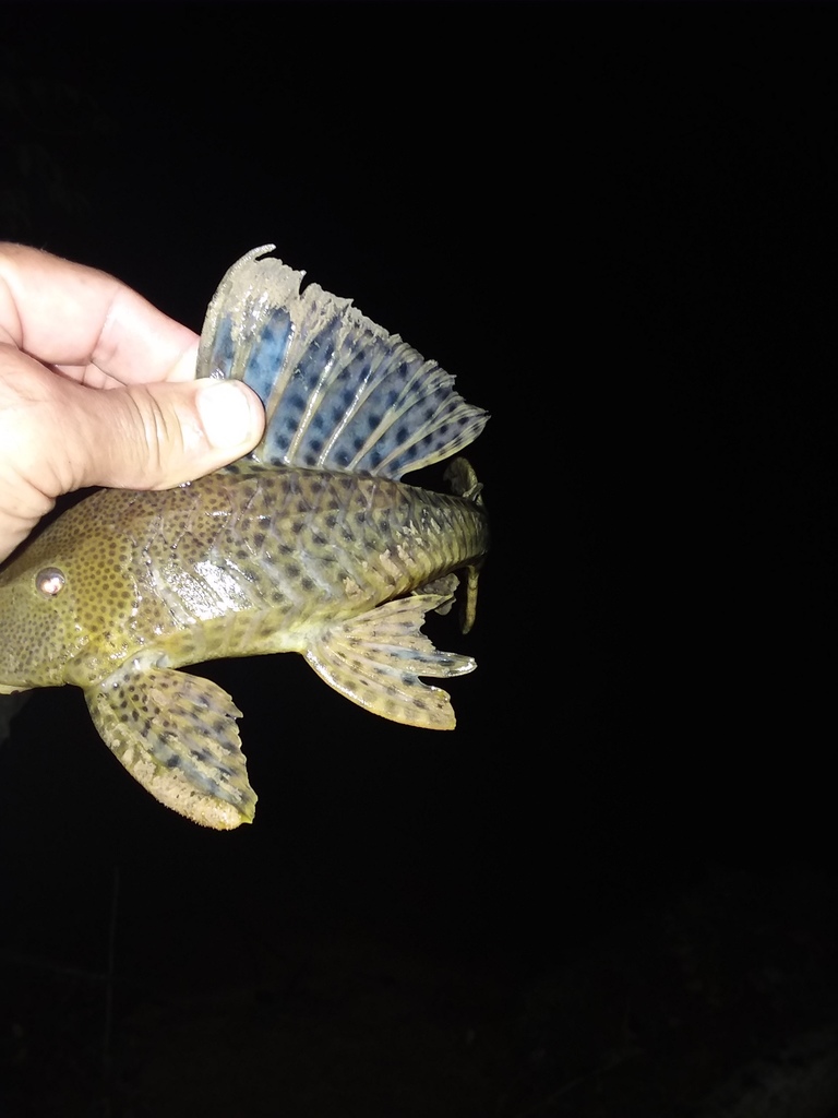Hypostomus cochliodon