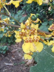 Oncidium sphacelatum