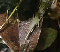 Systolederus cinereus