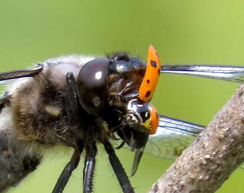 Convergent Lady Beetle photographed in Oregon