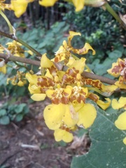Oncidium sphacelatum