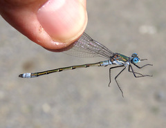 Lestes dryas