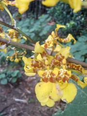 Oncidium sphacelatum