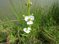Sagittaria