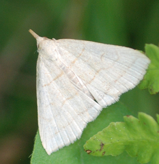Herminia arenosa