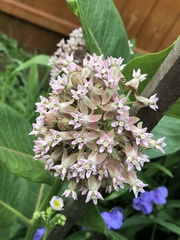 Asclepias syriaca