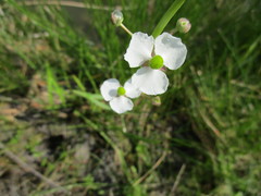 Sagittaria