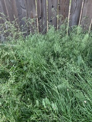 Poa pratensis pratensis