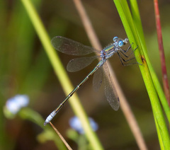 Lestes dryas
