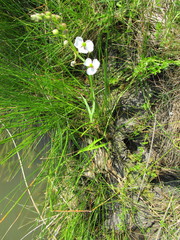 Sagittaria