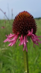 Echinacea atrorubens