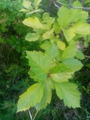Crataegus dahurica