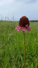 Echinacea atrorubens
