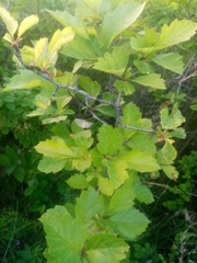 Crataegus dahurica