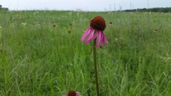 Echinacea atrorubens