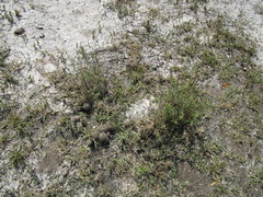 Ancistrocactus scheeri