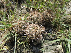 Ancistrocactus scheeri