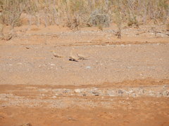 Pterocles senegallus