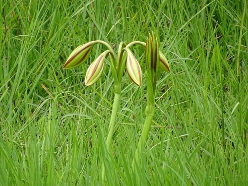 Crinum ornatum image