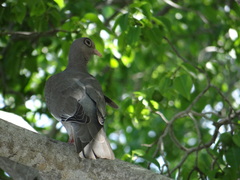 Patagioenas corensis