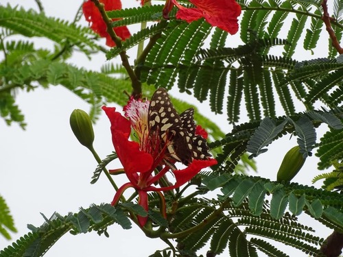 Delonix regia image