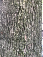 Acer platanoides