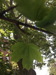 Acer platanoides