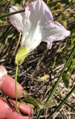 Calystegia sepium limnophila
